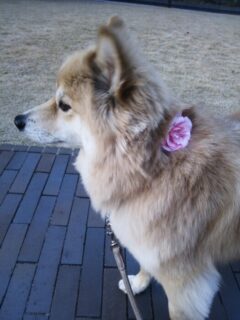 【頼もしい家族をご紹介】セキュリティ犬『ユキ』