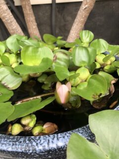 睡蓮の花が咲きました